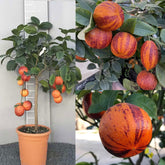 SAVINI VIVAI Zitronenpflanze, Zitrusbaum Lemon Arcobal Im 20 Cm Topf, Höhe 70 Cm, 2-3 Jahre Veredelung, Hergestellt in Italien