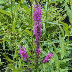 Magic Garden Seeds - Blut-Weiderich Saatgut - Lythrum Salicaria - Ca. 2000 Samen | MehrjĂ€hrige Wildstaude FĂŒr Feuchtgebiete & TeichrĂ€nder | Insektenfreundliche Uferpflanze | Winterhart