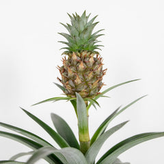 Bloomique - 2Er Set - Ananas Comosus - Ananas Pflanze - Bromelien - Zimmerpflanzen - Luftreinigend - Höhe 30-40 Cm - Topf 12 Cm
