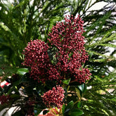 Skimmia, Blumensamen Seltene Skimmia Japonica Rubella, Pflanzensamen Zimmerpflanzen Sträucher Garten Balkonpflanzen Winterhart Mehrjährig Wildblumensamen 350Samen