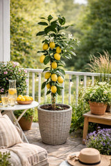 Citrus Limon Lunario 120 Cm - Echter Zitronenbaum (C17) - Vier-Jahreszeiten-Zitrone FĂŒr Balkon, Garten & Terrasse - Robuster Zitronenbaum Mit GanzjĂ€hriger Ernte