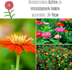 Zinnia seed mix (Zinnia) - Colorful summer flowers for the garden bed, balcony, terrace and as cut flowers in vases