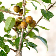 KENTIS - Birnenbonsai - Pyrus Domestica - Echter Dekorativer Freilandbonsai - Echte Obstpflanzen - H 43-50 Cm Topf Ă 21 Cm