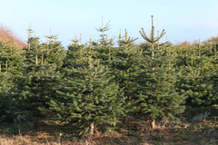 100 Nordmann fir seeds, Abies nordmanniana, Christmas tree seeds