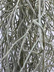 Tillandsien Pflanzen - Luftpflanzen Echt - Air Plants - Tilldandsia - 3Er Set Quallenpflanzen Mit Im Dunkeln Leuchtenden Glas-Seeigeln - Spanisches Moos - Luftpflanzen Halterung - Trendyairplants