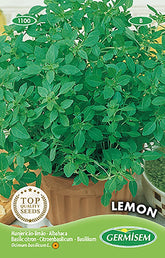 Basilikum LEMON