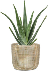 Scheurich Seagrass 17, ghiveci tip coș/ghiveci tip coș din iarbă de mare, culoare: Alb, diametru 17 cm, înălțime 16 cm, volum 3,5 l.