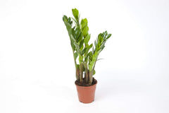Zamioculcas Zamiifolia Zanzibar 90 Cm - GlĂŒcksfeder Zimmerpflanze, Pflegeleicht, Luftreinigend, Ideale Dekoration FĂŒr Ihr Zuhause