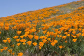 1000 California poppy seeds (Eschscholzia californica), wildflower meadow, bee pasture.