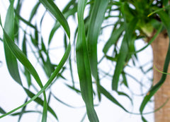 Bloomique - Beaucarnea Recurvata - Elefantenfuß - Zimmerpflanzen - Luftreinigend - Tierfreundlich - Pflegeleicht - 70-90 Cm Hoch - Topf 24 Cm