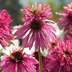 6 x Garten Scheinsonnenhut 'Doubledecker' - Echinacea Purpurea 'Doubledecker' Pot 9x9cm: Doppelte Blüten, einzigartige Optik, zieht Bienen an, ideal für Gärten.