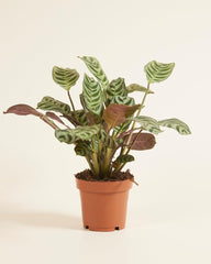 Baby Ctenanthe Burle Marxii - Zimmerpflanzen, Pflanzen Echt, Nachhaltige Verpackung - 2Cm Stecklinge - Höhe 15Cm - Direkt Von Der Gärtnerei
