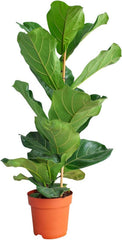Ficus Lyrata (Feigen) - Zimmerpflanzen, Pflanzen Echt, Nachhaltige Verpackung Geigen-Feige- 21Cm Topf - Höhe 110Cm - Direkt Von Der Gärtnerei