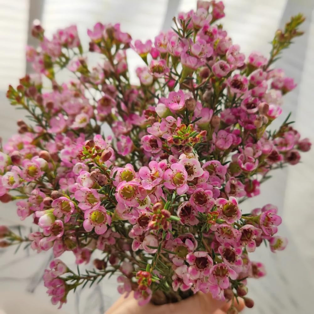 Chamelaucium Uncinatum Bonsaibaum Kletterpflanzen Garten Baumsamen Bonsai Exotische Bio Grünpflanzen Herbst Deko Wohnzimmer Balkon Zimmerbonsai Schnittblumen Topfpflanzen Nachhaltige 10Samen