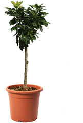 KENTIS - Zwergbirnenpflanze - Pyrus Communis - Echte Freilandpflanzen - Obstbaum - Kulturtopf Ă 24 Cm