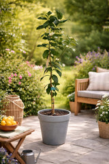 Citrus Limon Lunario 120 Cm - Echter Zitronenbaum (C17) - Vier-Jahreszeiten-Zitrone FĂŒr Balkon, Garten & Terrasse - Robuster Zitronenbaum Mit GanzjĂ€hriger Ernte