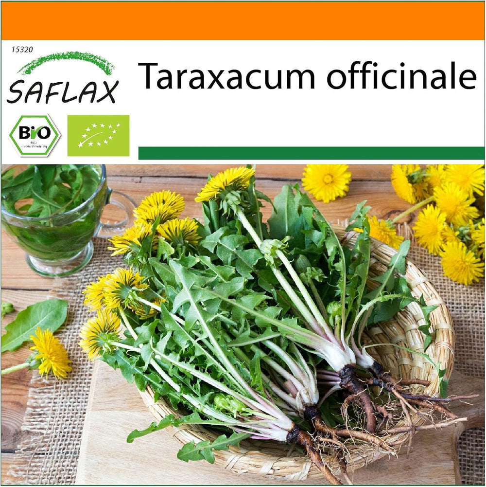SAFLAX - BIO - Dandelion - 400 seeds - Taraxacum officinale