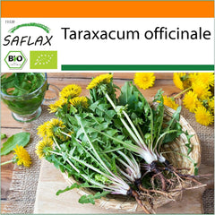 SAFLAX - BIO - Dandelion - 400 seeds - Taraxacum officinale