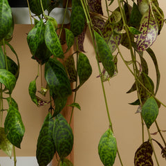 Bloomique – Aeschynanthus Marmoratus – Lippenstiftpflanze – Hängepflanze – Zimmerpflanzen – Haustierfreundlich – Luftreinigend – 30–40 Cm Hoch – Topf 17 Cm