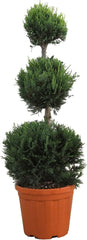 KENTIS - Cupressocyparis Leylandii - Drei Ball Zypressen - Echte Winterharte Pflanzen FĂŒr Garten - H 90-110 Cm Topf Ă 24 Cm