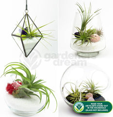 Gardeners Dream: 4 Real Tillandsia Plants - 4 Real Tillandsia Air Plants - Terrarium Plants - Decorative Terrarium Plants - Air Purifying House Plants - Decorative Plants - Real Plants