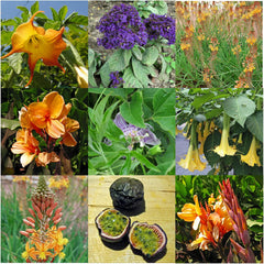 Exotische Schönheiten für Wintergarten und Terrasse - Samen-Geschenkset mit 5 frostempfindlichen Blühpflanzen aus aller Welt