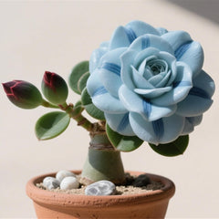 Winterhart pflanzen, Gift, Mysteriöse magische Glühbirne,Lebende Pflanzen,Mehrjährige Blumenzwiebel ist winterhart,Blumenzwiebel Mix-2Wüstenrose knollen-C