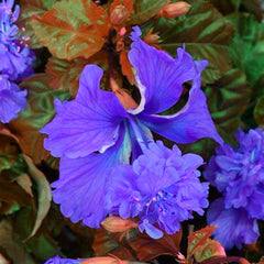 Lebende Pflanzen,Mehrjährige Blumenzwiebel ist winterhart, Winterhart pflanzen, Mysteriöse magische Glühbirne, Blumenzwiebel Mix-4 Oxalis Triangularis Blumenzwiebeln