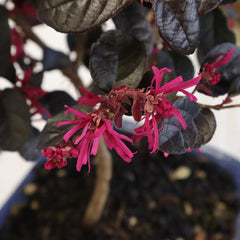 KENTIS - Bonsai Loropetalum - Echter Dekorativer Outdoor-Bonsai - Echte Pflanzen FĂŒr Die Balkonterrasse - H 35-40 Cm Topf Ă 21 Cm