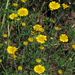 Dye's Chamomile (Anthemis tinctoria) - about 800 seeds of the traditional dye plant and perennial wildflower