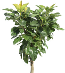 KENTIS - Zwergbirnenpflanze - Pyrus Communis - Echte Freilandpflanzen - Obstbaum - Kulturtopf Ă 24 Cm