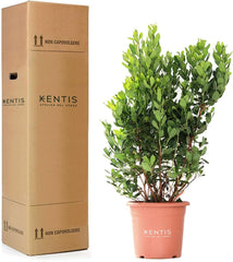 KENTIS - Strawberries (Arbutus unedo) – Hardy plants for the garden – Evergreen, true plant – Height 80-100 cm, pot Ø 24 cm