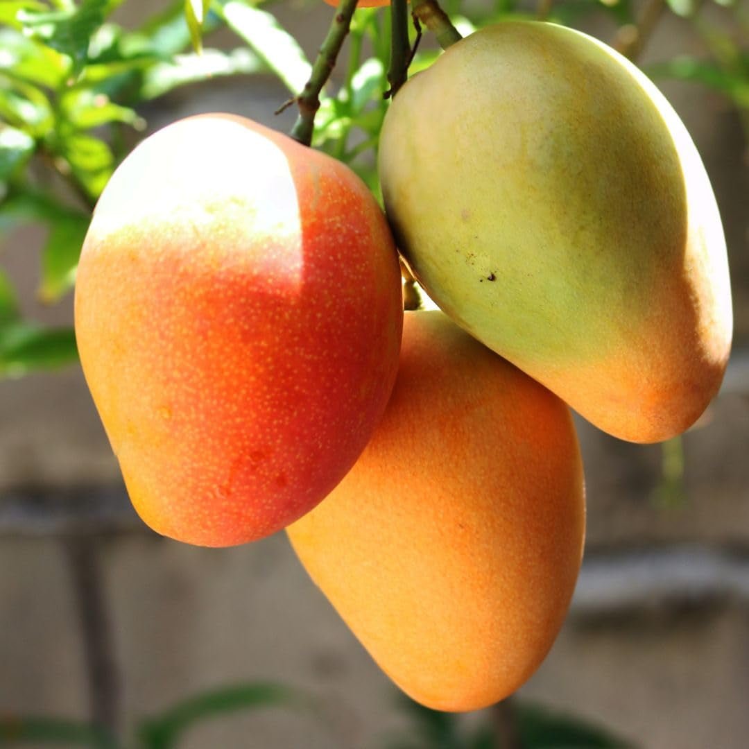 SOFT MANGO - Felii moi de mango uscat din Vietnam - Aromă fructată și exotică - Vitaminele Power A, C, E - Vegan - Punguță stand-up 100g Mango uscat Produse deshidratate Naty Shop