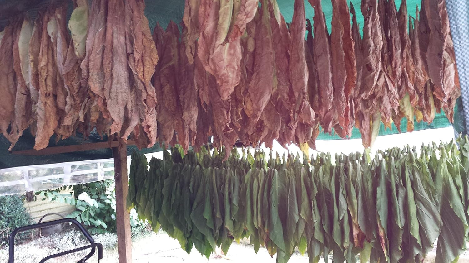 Tobacco Seeds 5x1000 Genuine Smoking Tobacco 5 Varieties Virginia, Red Front, Orient Xanthi, Baden Geudertheimer Fresh. Harvest 2025