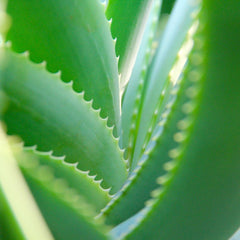 , Echte Aloe Vera, 12Cm Topf, Ca. 20 - 30 Cm Hoch, 2 Pflanzen