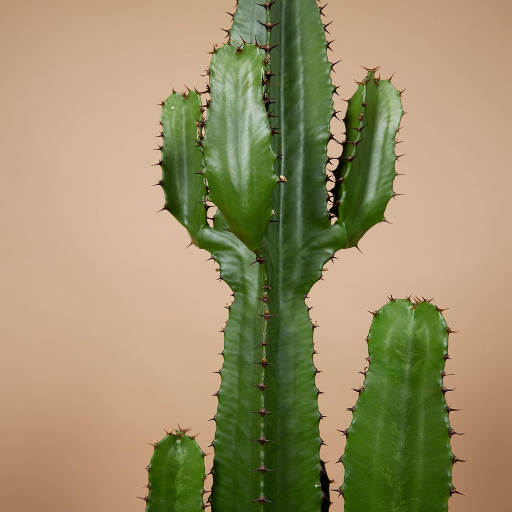 Bloomique - Euphorbia Acrurensis - Cowboy Kaktus - Sukkulenten - Zimmerpflanzen - Sehr Pflegeleicht - Höhe 80-100 Cm - Topf 24 Cm