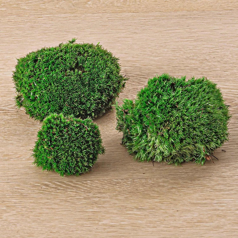 Urbanjngl - Palm Terrarium Start- Und Nachfüllpaket – 3 Terrarienpflanzen Für DIY – Ideal Für Anfänger – Perfekte Ergänzung Für Ihr Zuhause – Pflegeleicht Und Dekorativ