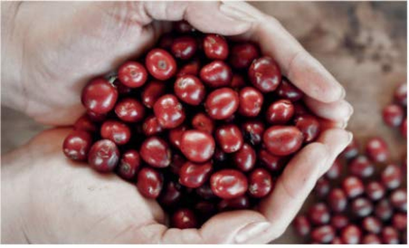 Bristot Buongusto Crema Oro, fasole intreaga, 1kg