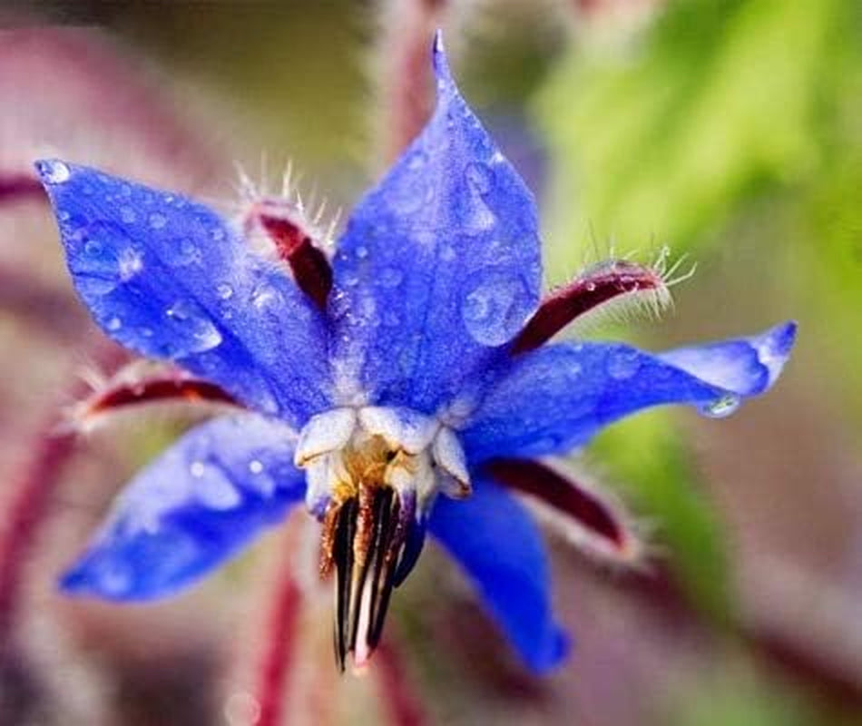 Seeds 20pcs Borago Officinalis Exotic Flower Seeds Outdoor Flower Garden Beautiful and Bright (Liu Li Ju): 13
