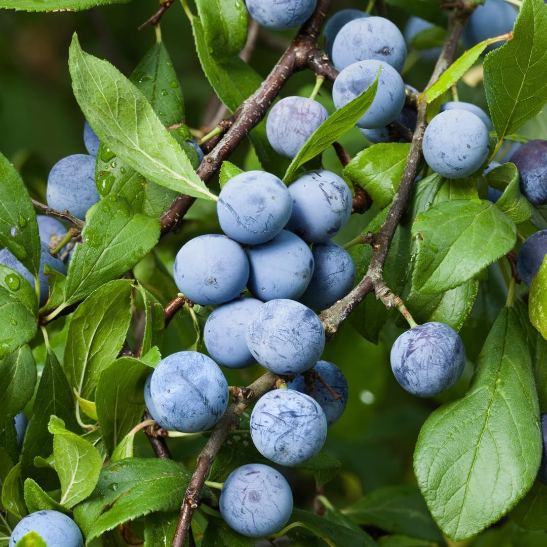 Dornener Prunus Oder Dorniger Pflaumenbaum, Obstpflanze Im 24Cm Cm Topf, Höhe 120-150 Cm