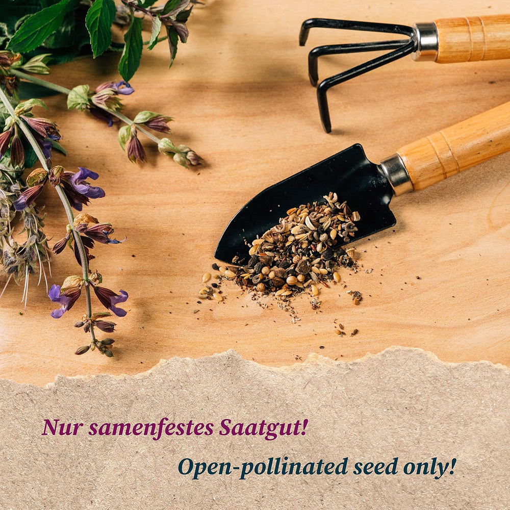 Margaretă albastră (Brachyscome iberidifolia) aprox. 500 de semințe ale florii anuale de balcon, plantă de ghiveci cu înflorire lungă, floare de vară