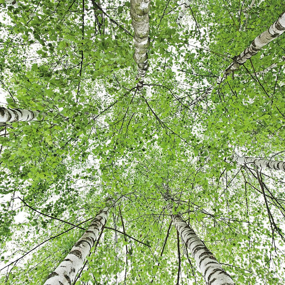 WELEDA Bio, Body oil with jojoba oil, strengthens the skin and activates the skin's metabolism, 100 ml Shower and bath Naty Shop