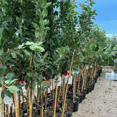 Apfelbaum Abbondanza Rossa – Antike Sorte, Topf Ø 20 Cm, Höhe 150–170 Cm, Alter: 2 Jahre – Italienische Baumschule