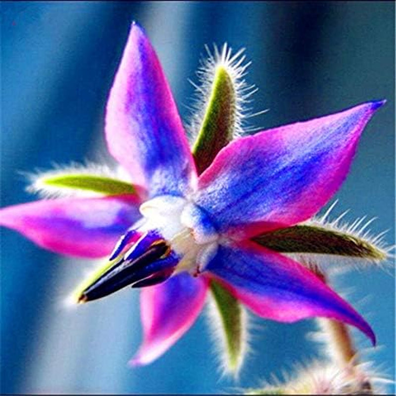 Seeds 20pcs Borago Officinalis Exotic Flower Seeds Outdoor Flower Garden Beautiful and Bright (Liu Li Ju): 13