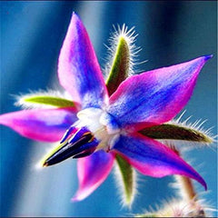 Seeds 20pcs Borago Officinalis Exotic Flower Seeds Outdoor Flower Garden Beautiful and Bright (Liu Li Ju): 13