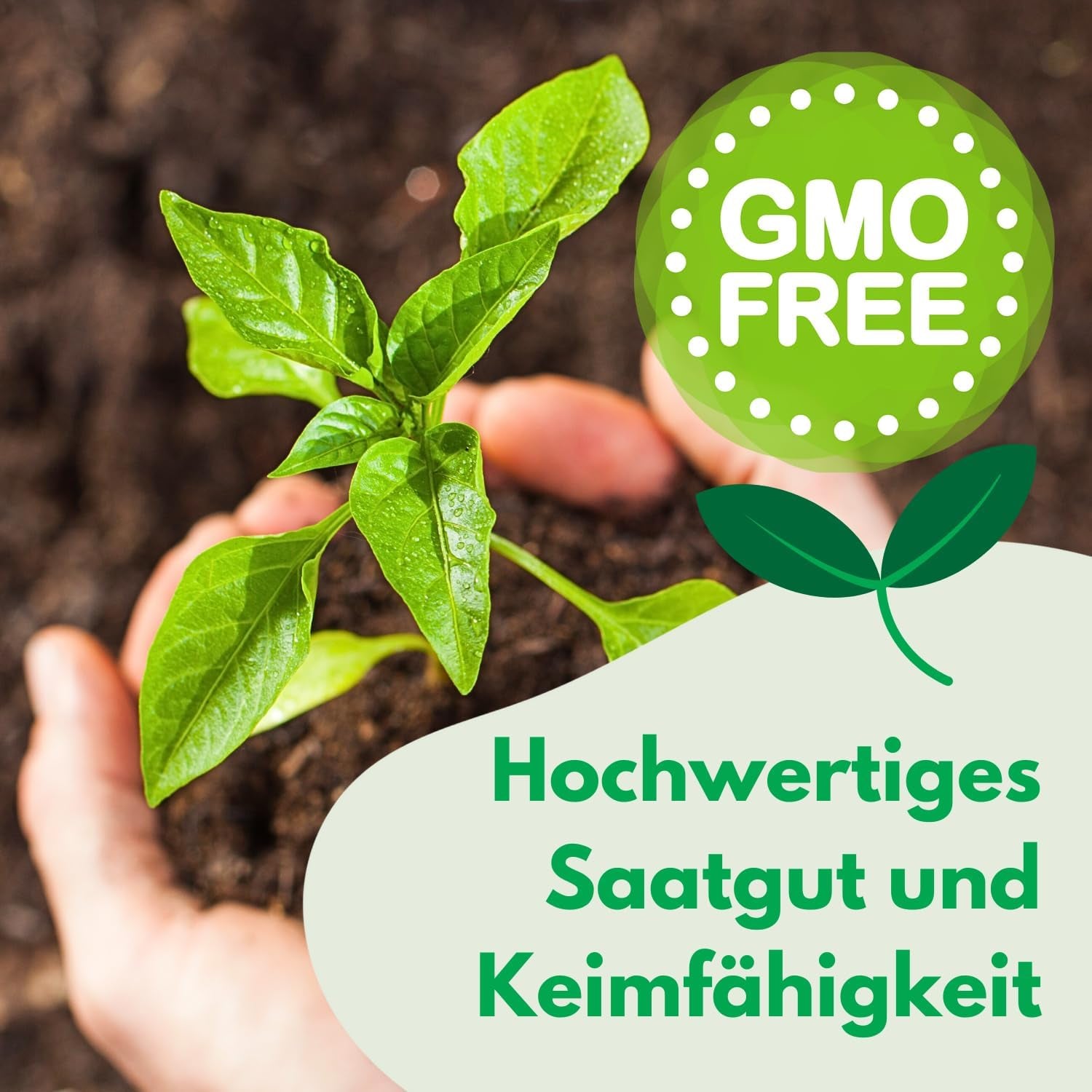 Cosmos Sensation Mix 1g seeds, Cosmos Mix Summer flowers, Garden plants Balcony plants, Flower seeds