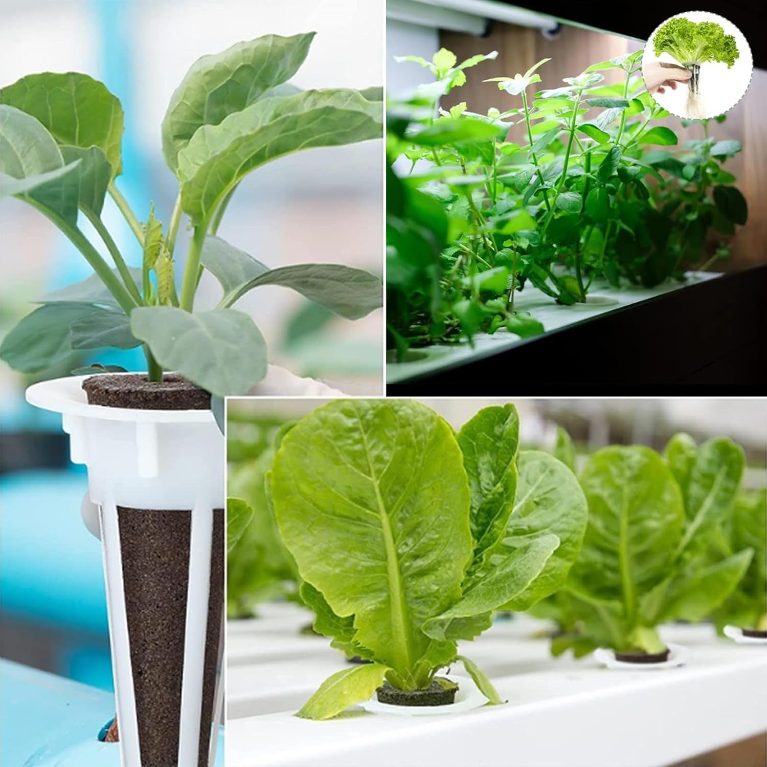 50 Replacement Growing Sponges, Seed Establishment Tubes, Root Growing Sponge Plugs, Hydroponic Grow Kits for Hydroponic Grow Systems, Indoor Hydroponics, Garden