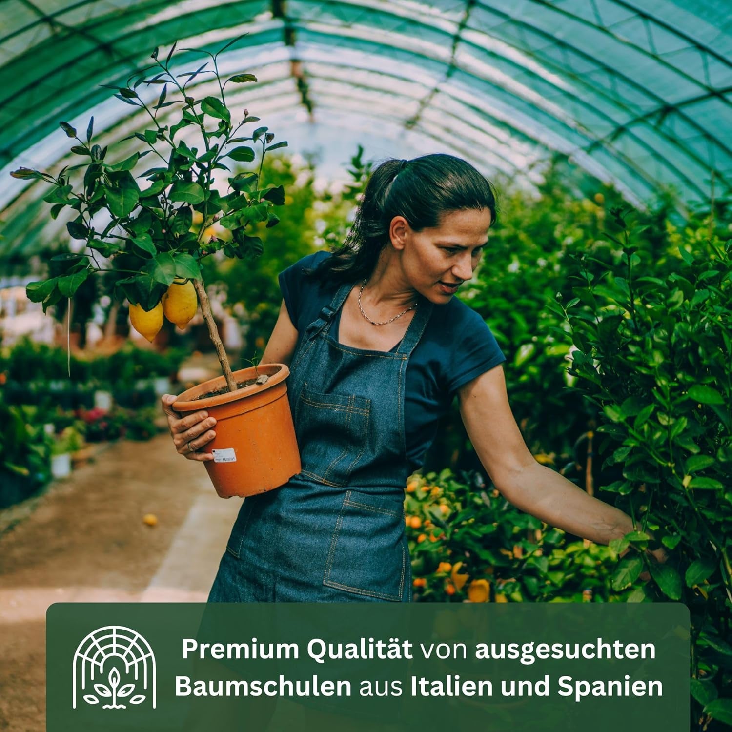 Orange from My Oranjeria - true orange - citrus plant - Citrus sinensis - Orange - grafted orange for gardeners (Mezzo [M])