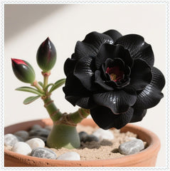 Blumenzwiebel Mix, Lebende Pflanzen,Winterhart pflanzen,Mehrjährige Blumenzwiebel ist winterhart, Mysteriöse magische Glühbirne,Gift-1 Wüstenrose knollen -C