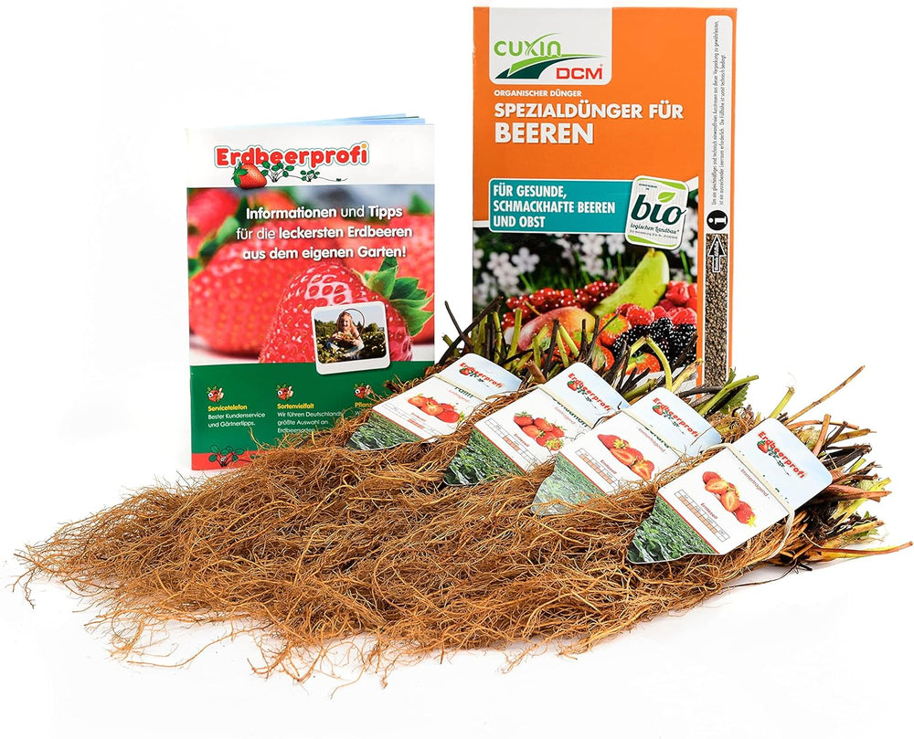 Bio Erdbeerpflanzen Anbau-Set: 40 Gemischte Biologische Erdbeerpflanzen Inkl. Bio Dünger - Sorten: Rumba, Verdi, Malwina, Ostara, Frigo- Erdbeeren Von Erdbeerprofi.De